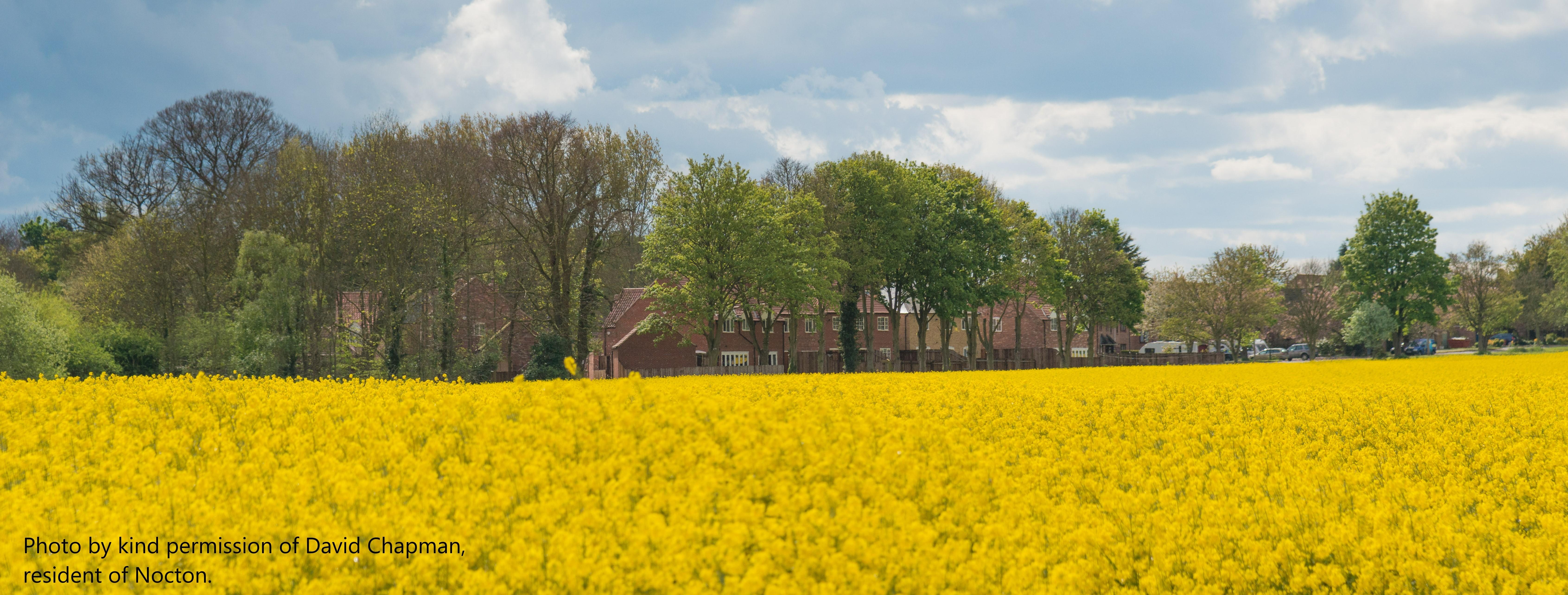 yellow field